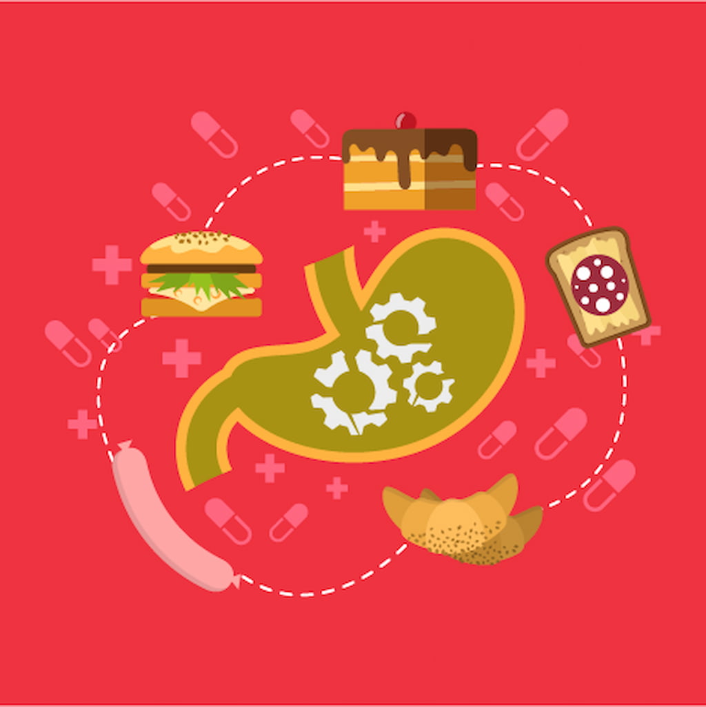 Ciclo del estómago Fattaché
