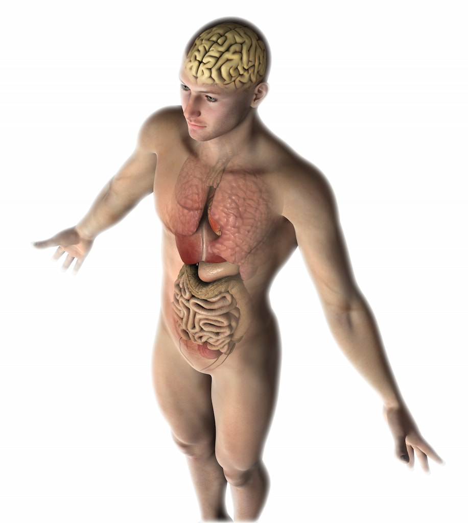 La salud gastrointestinal y la salud mental: ¡Conoce la conexión!